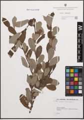 Foto von Salix cinerea L.